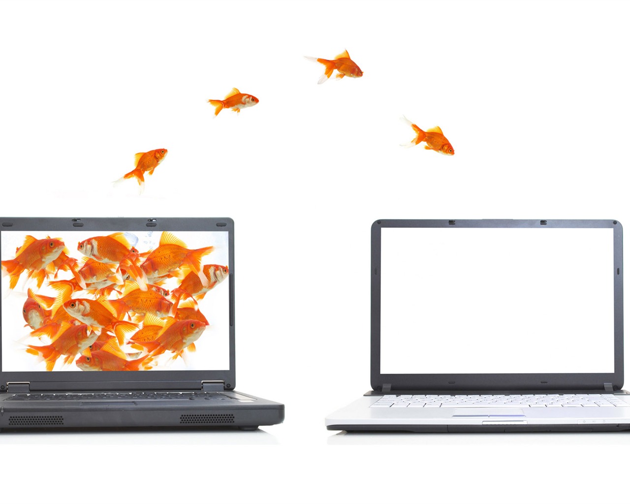 Jumping goldfish wallpaper #6 - 1280x1024