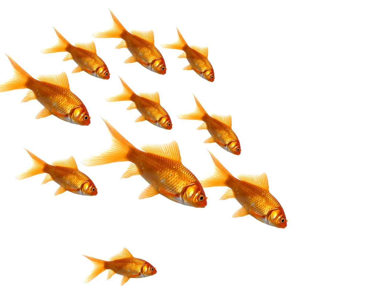 Jumping goldfish wallpaper #8 - 1280x1024