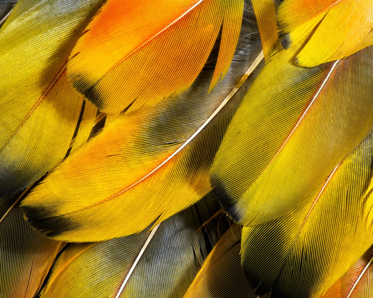 Colorful feather wings close-up wallpaper (2) #2 - 1280x1024