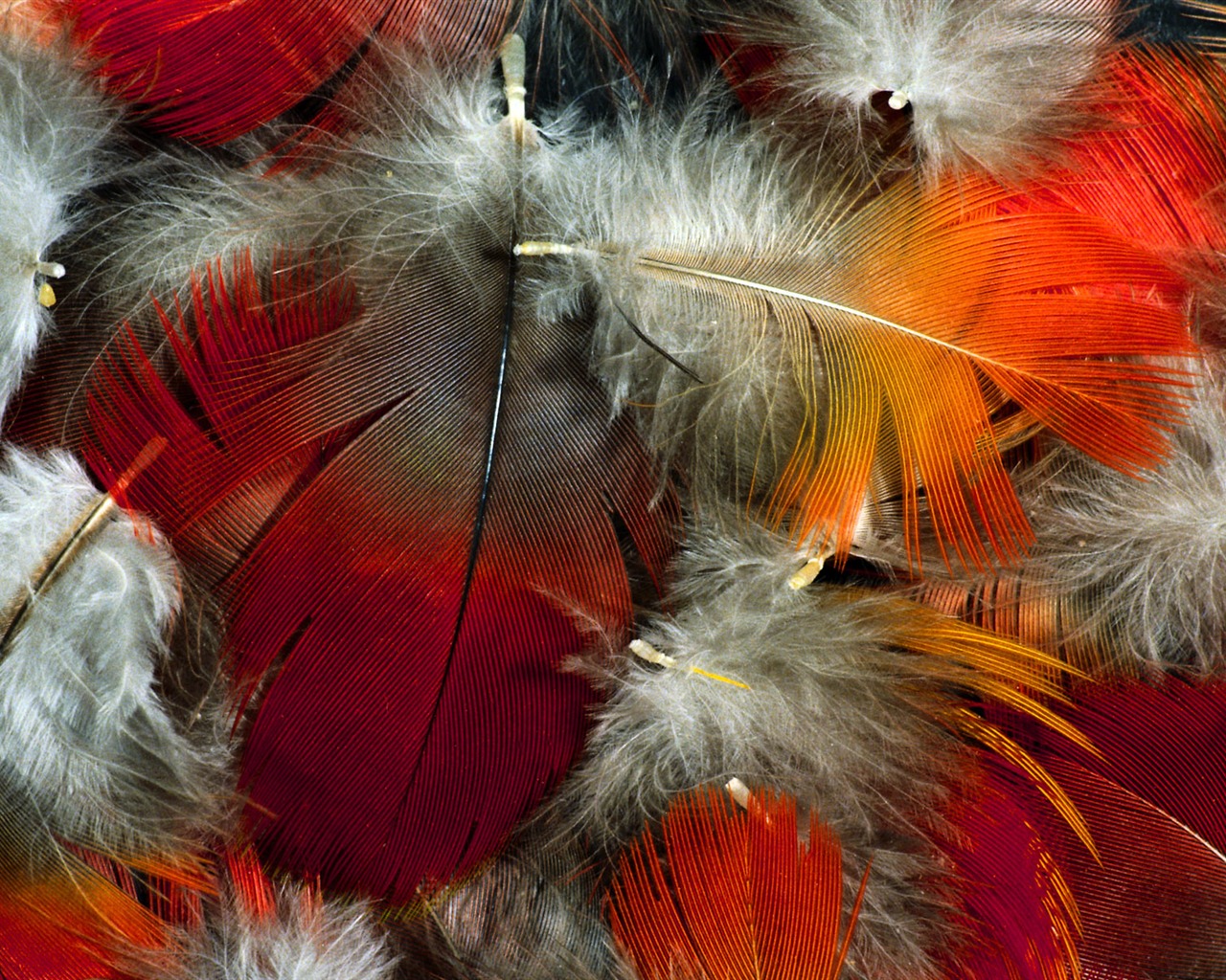 ailes de plumes colorées wallpaper close-up (2) #5 - 1280x1024