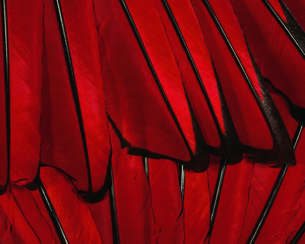 Colorful feather wings close-up wallpaper (2) #6 - 1280x1024