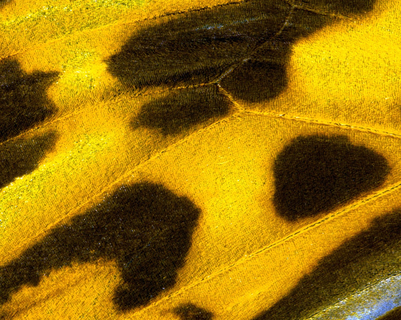 ailes de plumes colorées wallpaper close-up (2) #7 - 1280x1024