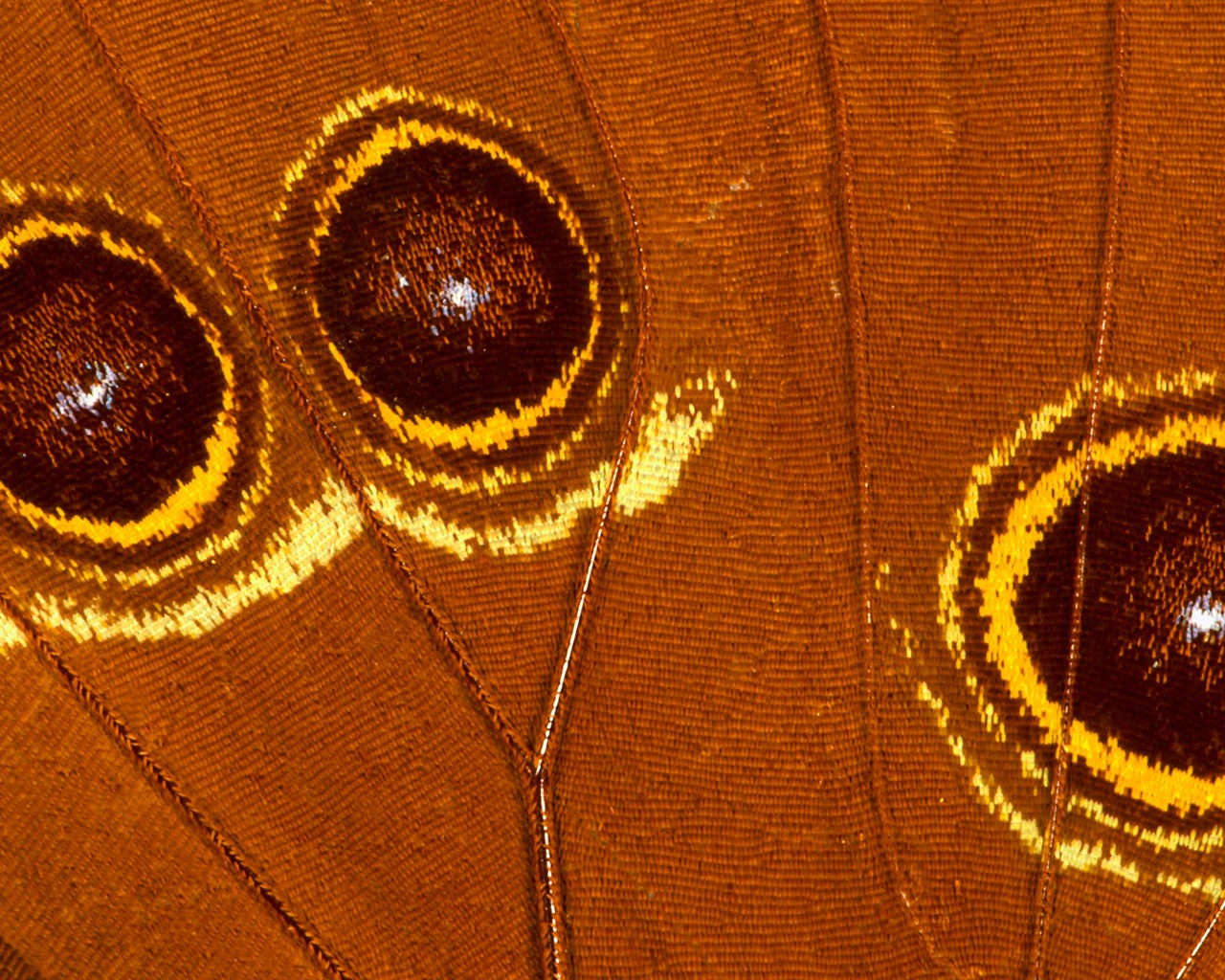 barevné peří křídla close-up tapetu (2) #8 - 1280x1024