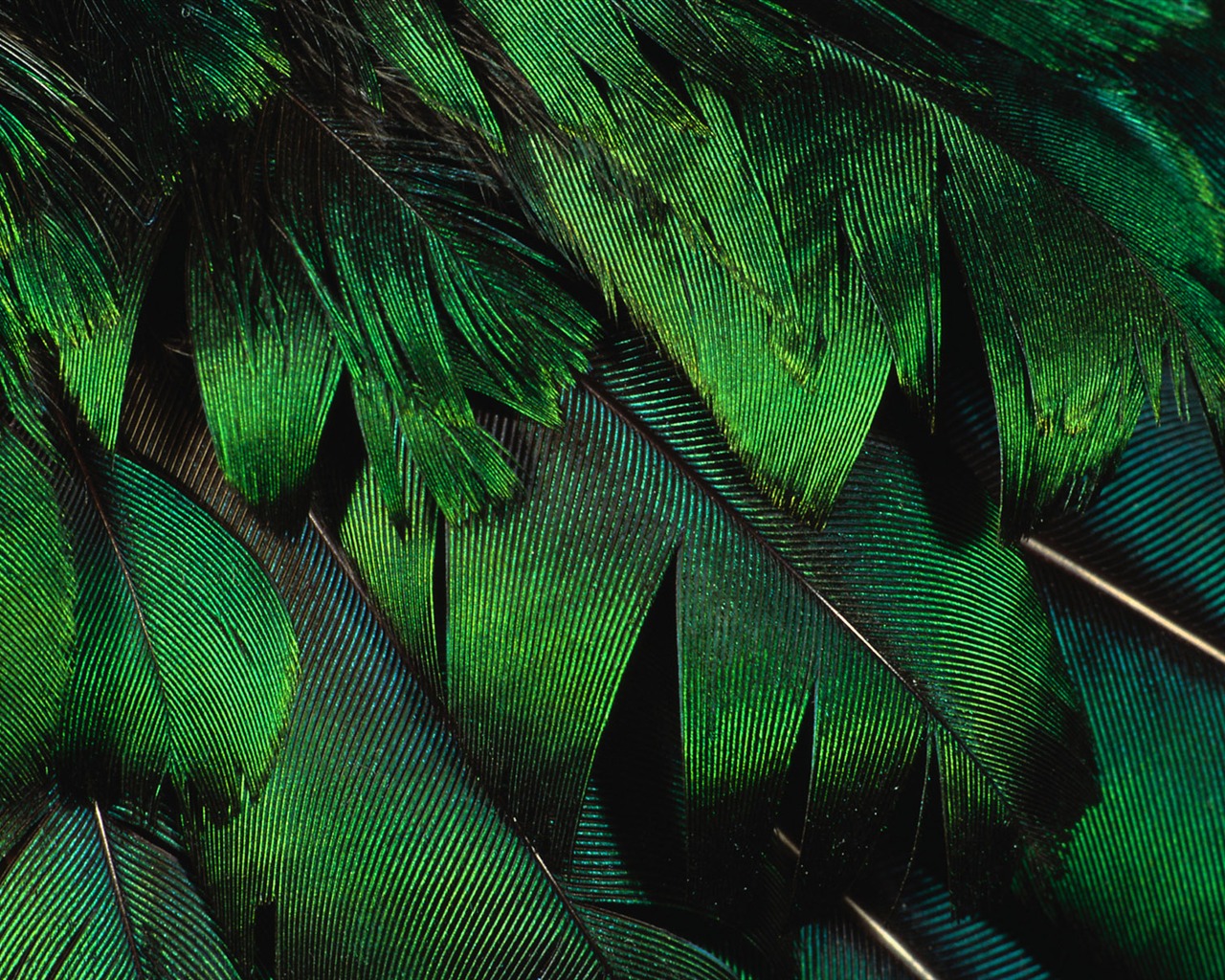 Colorful feather wings close-up wallpaper (2) #9 - 1280x1024