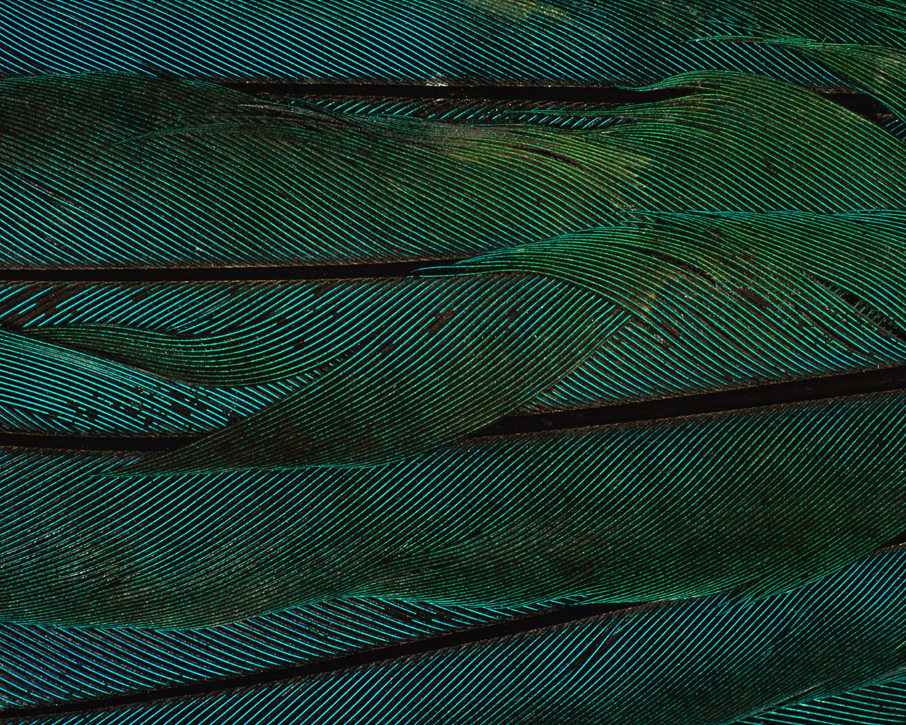 ailes de plumes colorées wallpaper close-up (2) #10 - 1280x1024