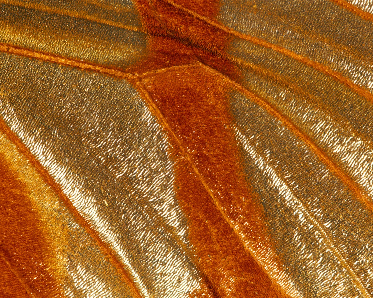 Colorful feather wings close-up wallpaper (2) #11 - 1280x1024