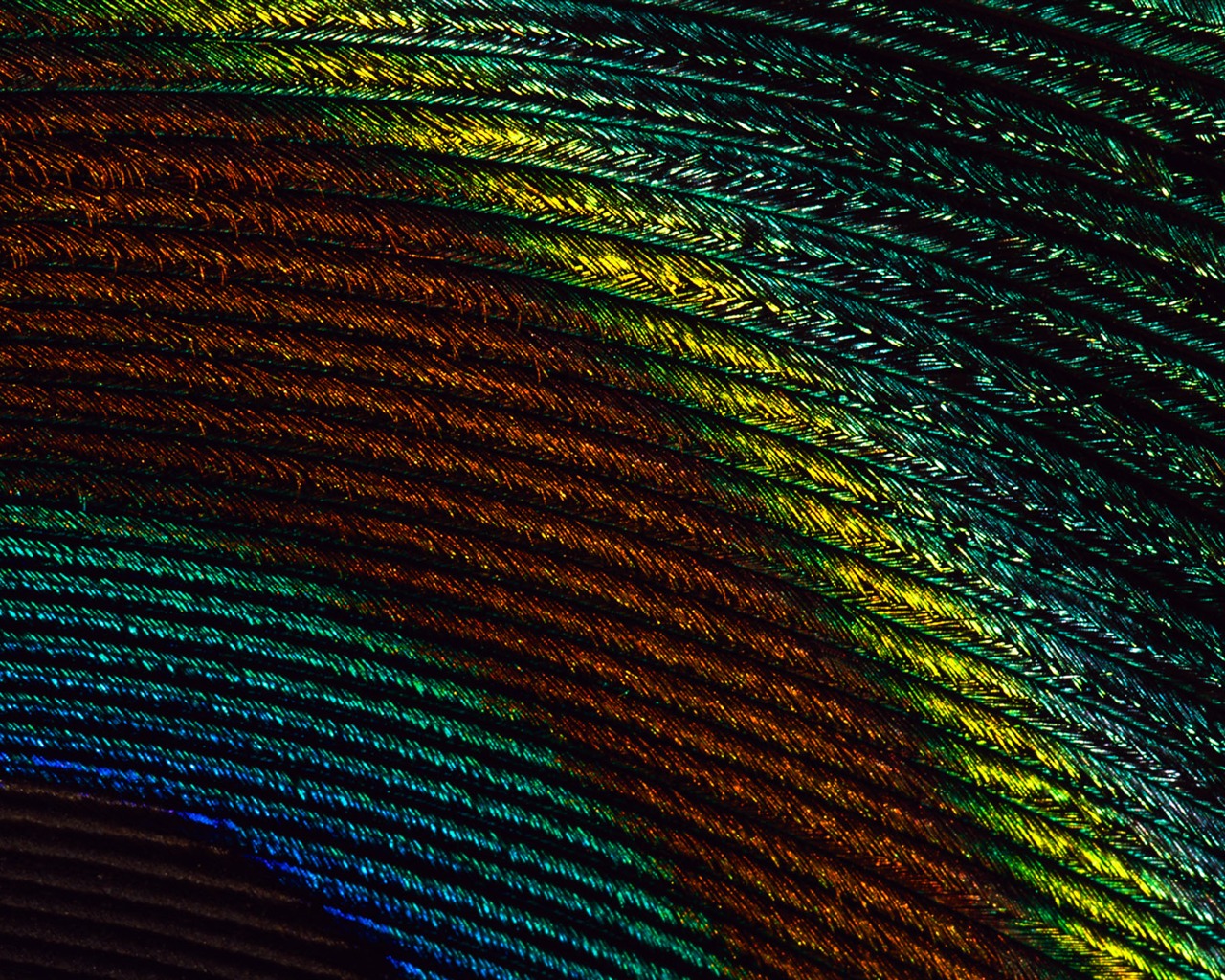 Colorful feather wings close-up wallpaper (2) #13 - 1280x1024