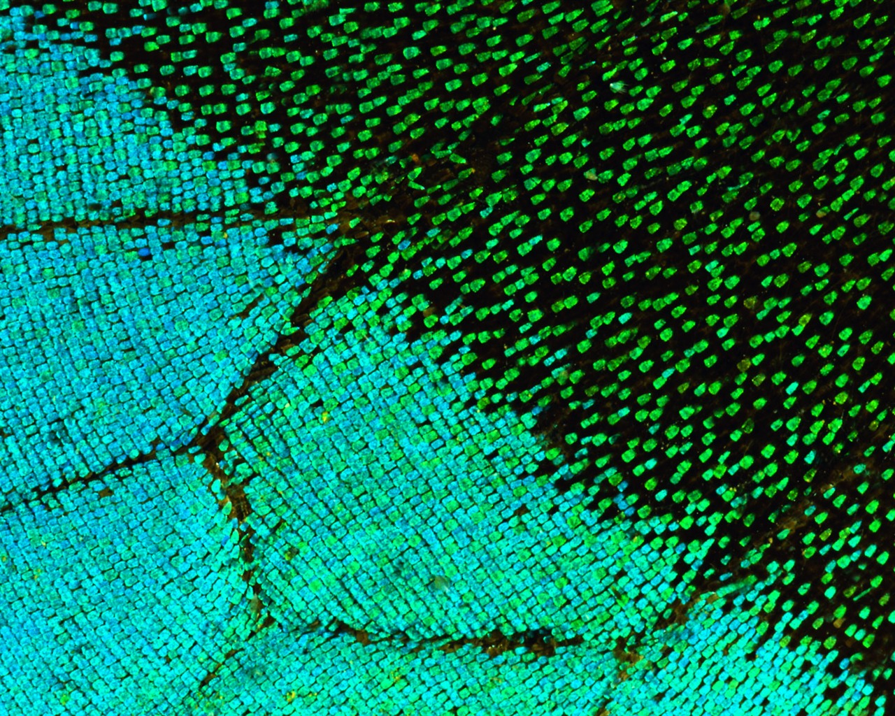 ailes de plumes colorées wallpaper close-up (2) #16 - 1280x1024