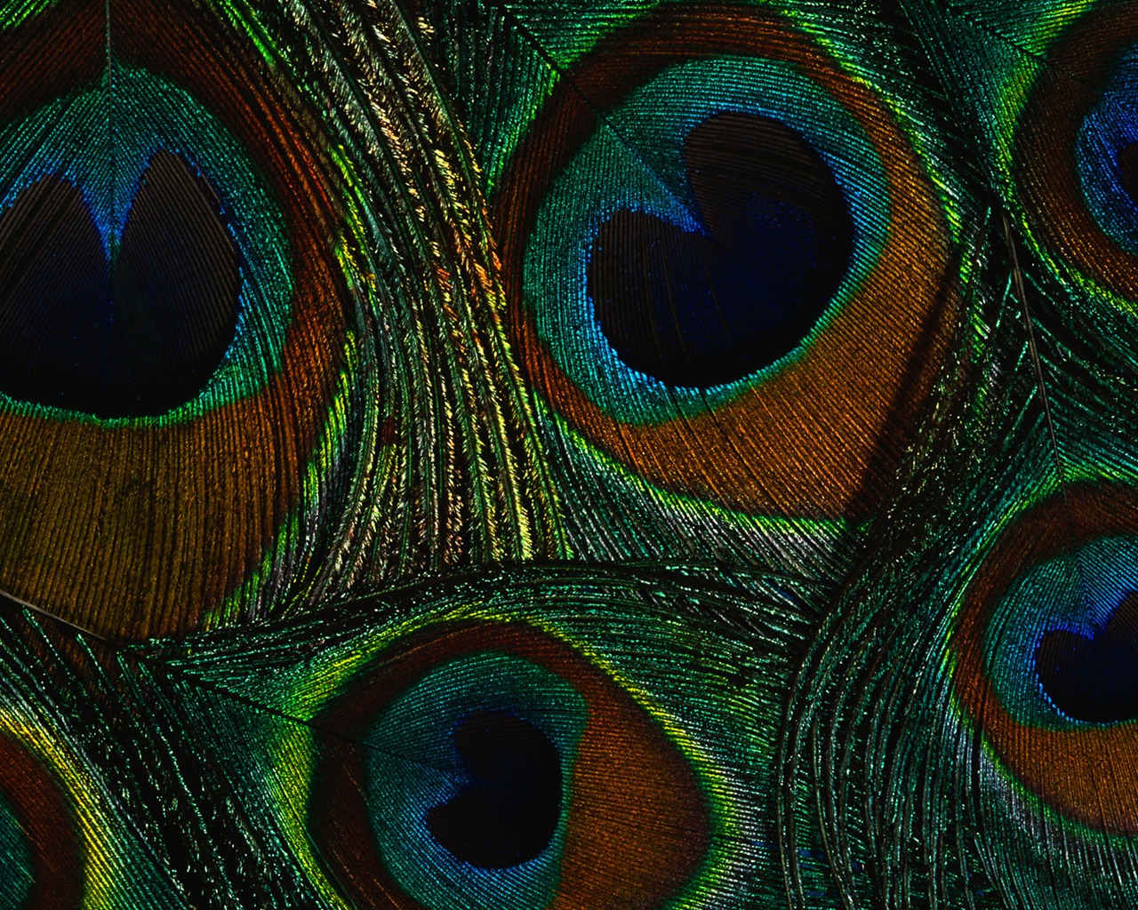 Colorful feather wings close-up wallpaper (2) #20 - 1280x1024