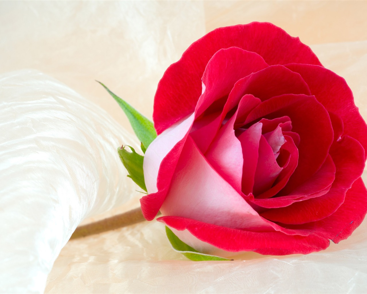 Large Rose Photo Wallpaper (3) #1 - 1280x1024