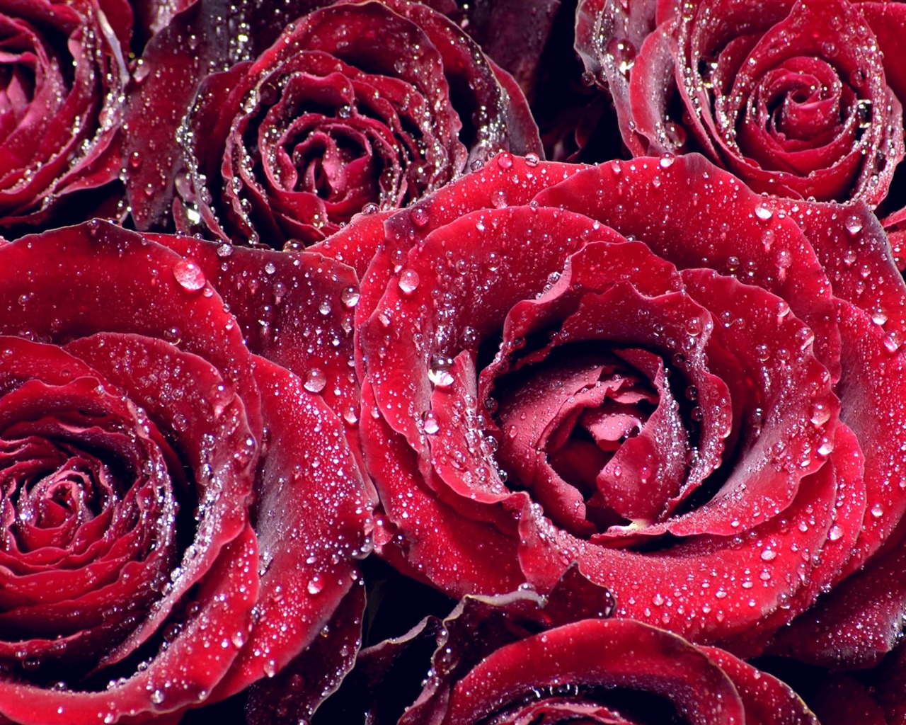 超大玫瑰写真 壁纸(三)19 - 1280x1024