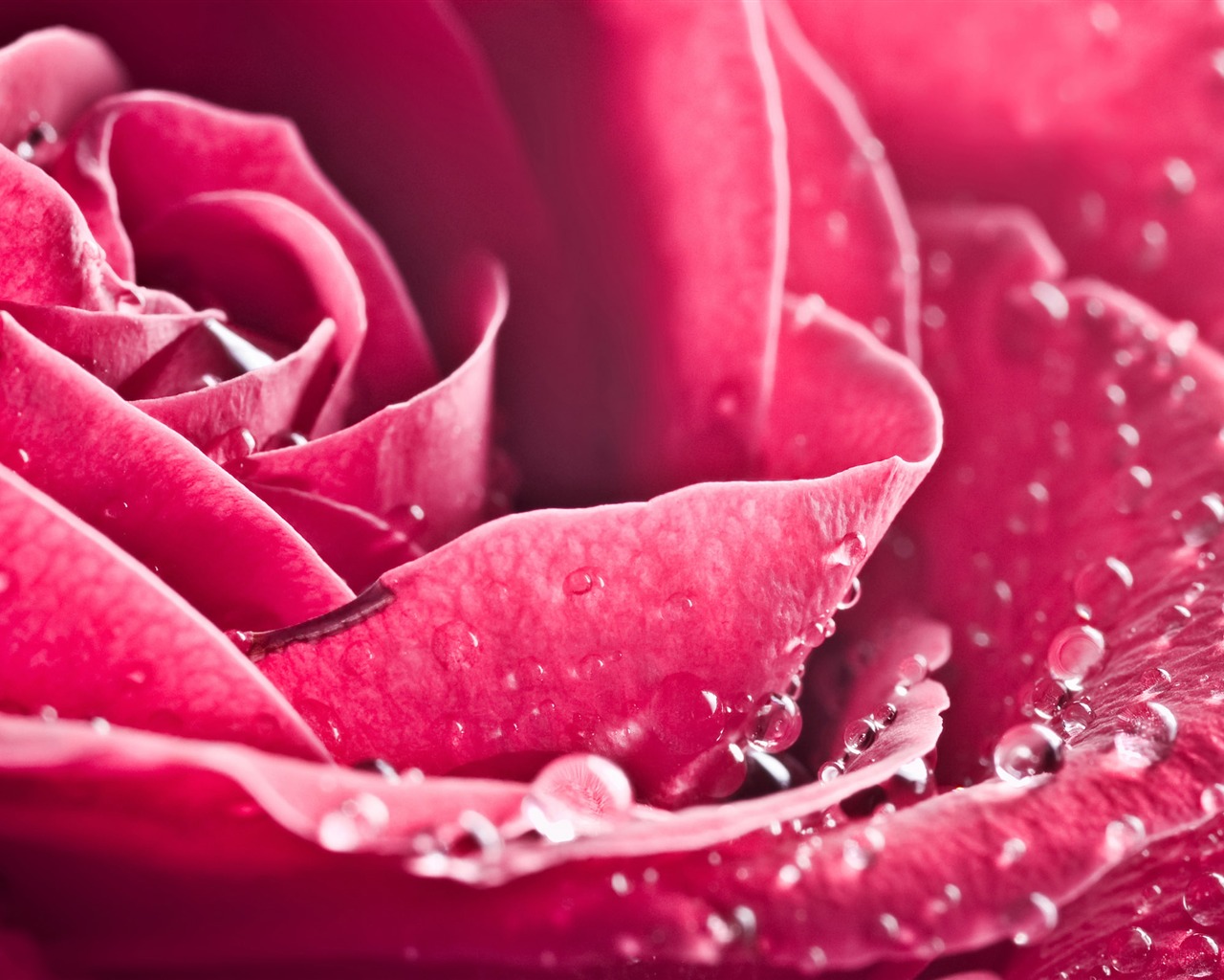 Large Rose Photo Wallpaper (3) #20 - 1280x1024