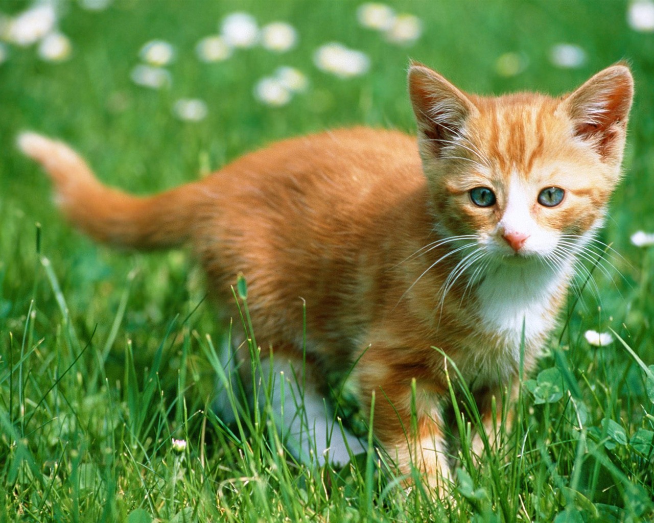 1600 Cat Foto tapety (4) #1 - 1280x1024