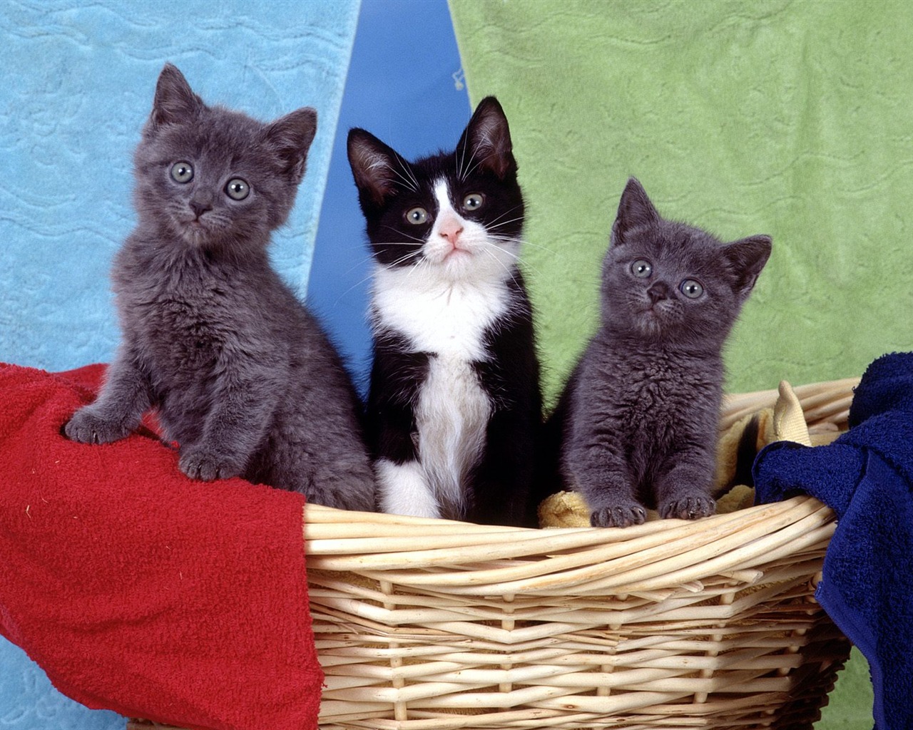 1600 Cat Foto tapety (4) #2 - 1280x1024