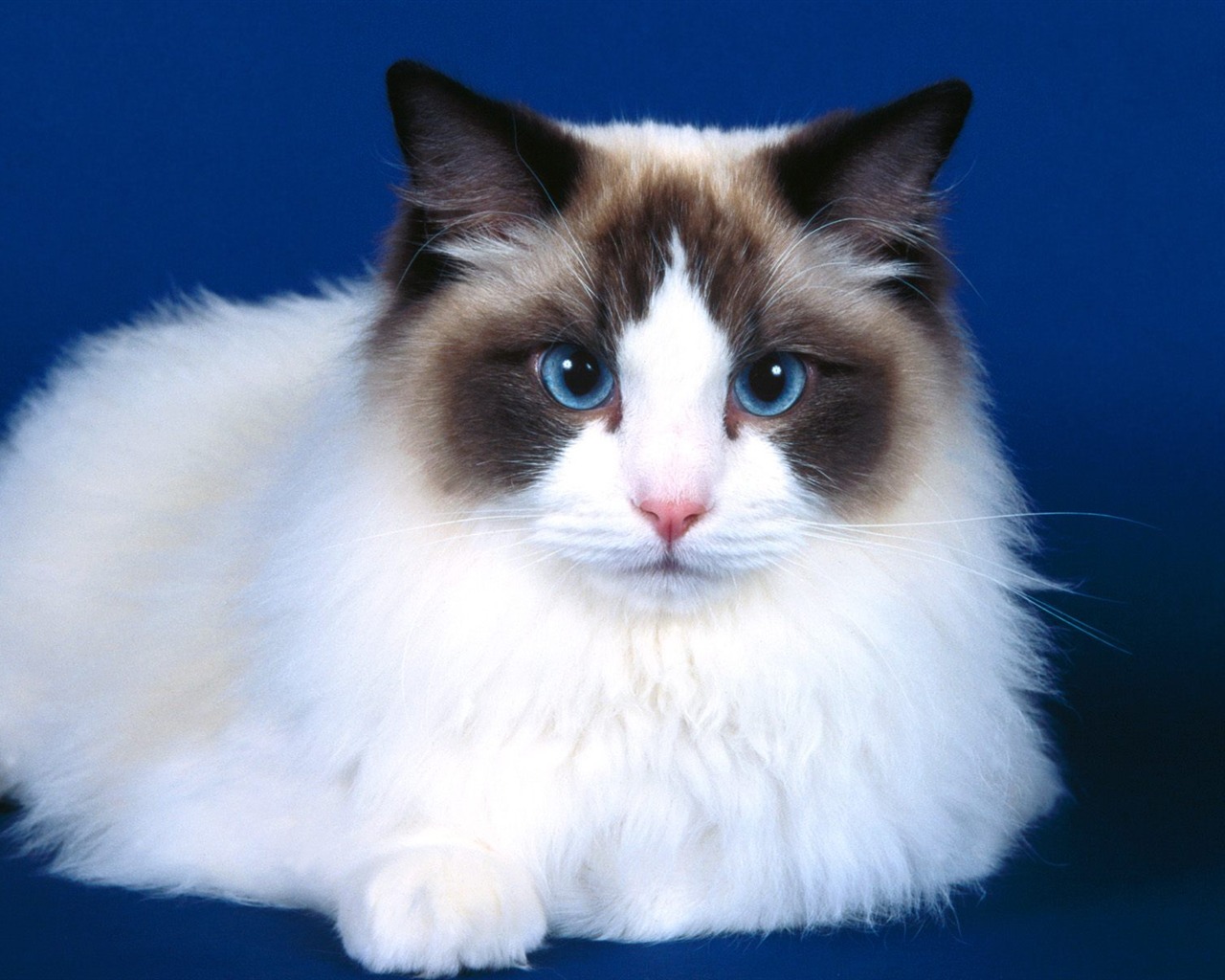 1600 Cat Foto tapety (4) #3 - 1280x1024