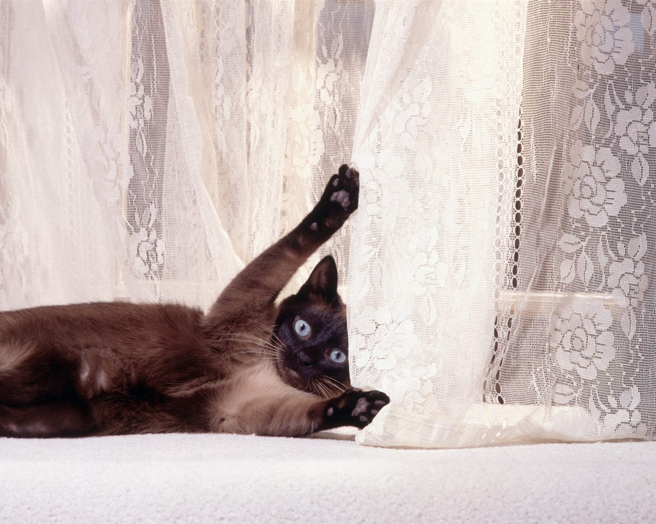 1600 Cat Foto tapety (4) #4 - 1280x1024