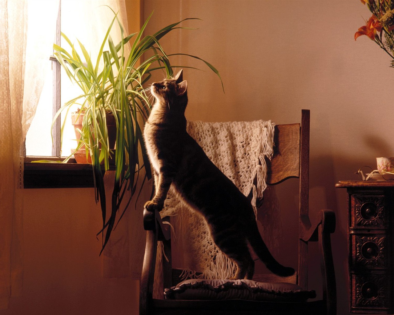 1600 Cat Foto tapety (4) #5 - 1280x1024