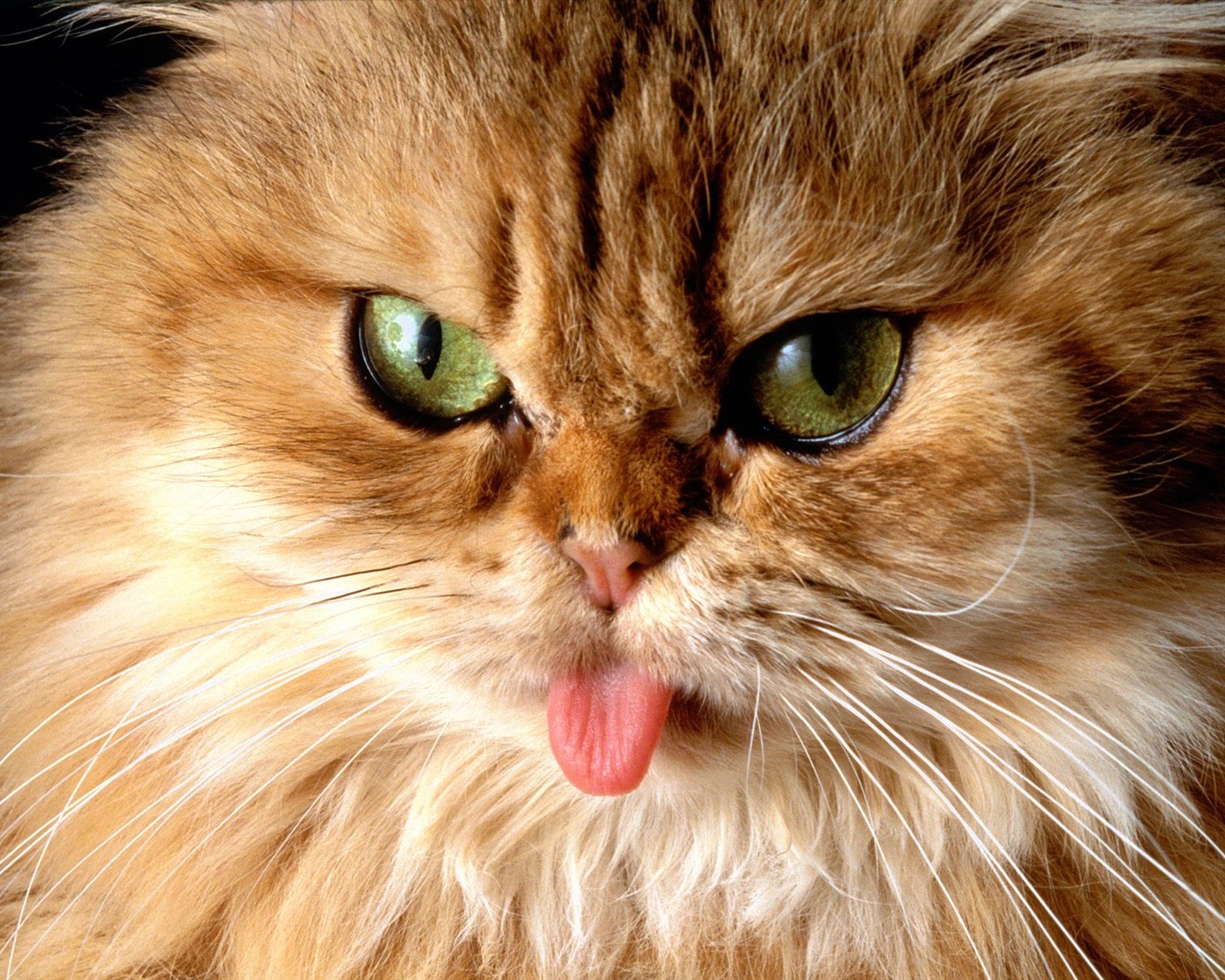 1600 Cat Foto tapety (4) #8 - 1280x1024