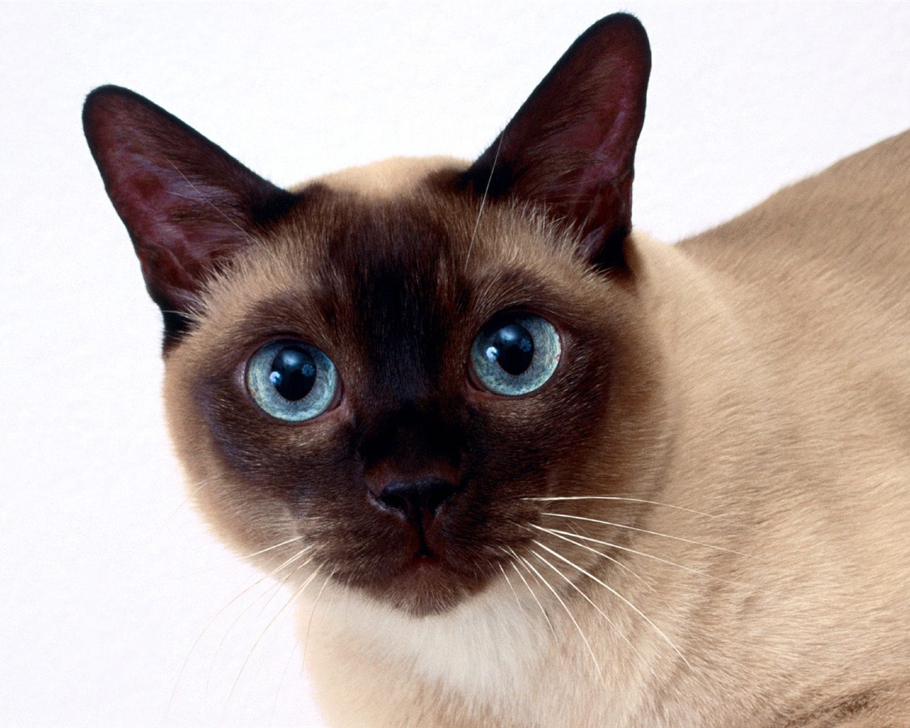 1600 Cat Foto tapety (4) #9 - 1280x1024