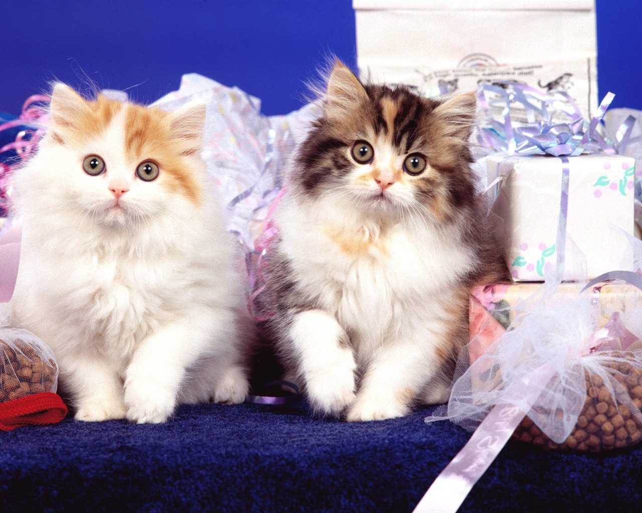 1600 Cat Foto tapety (4) #10 - 1280x1024