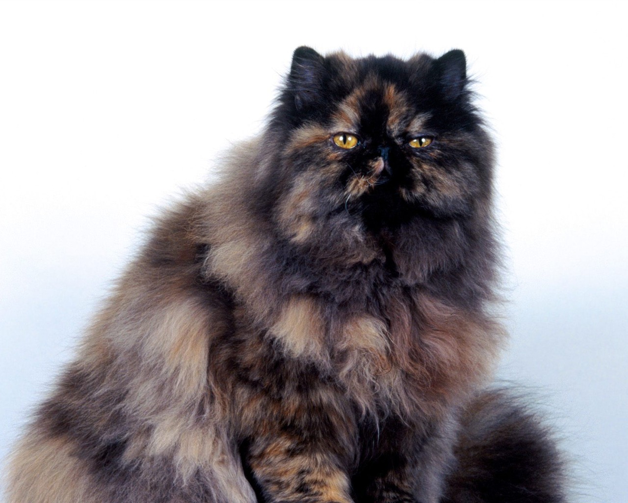 1600 Cat Foto tapety (4) #12 - 1280x1024