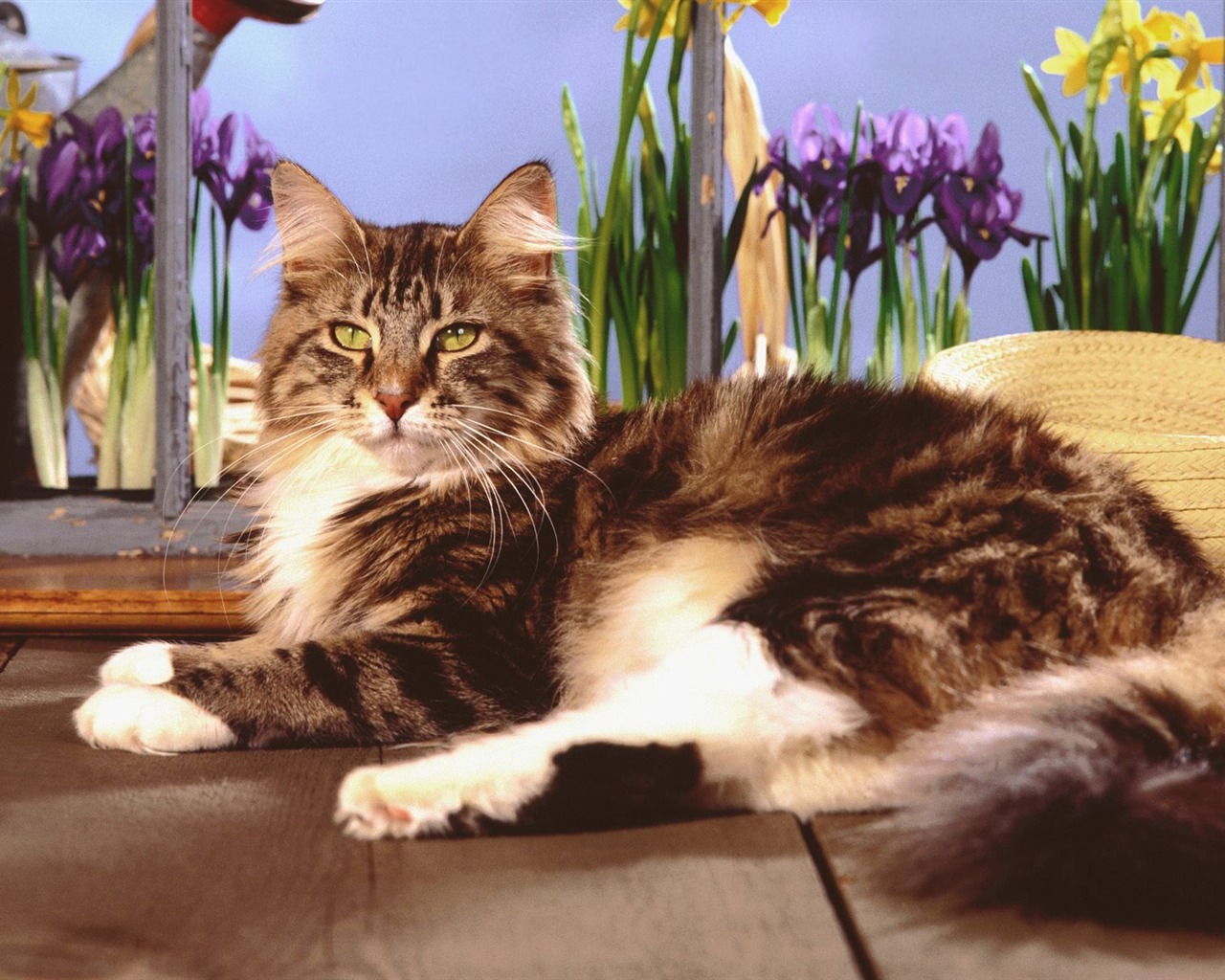 1600 Cat Foto tapety (4) #13 - 1280x1024
