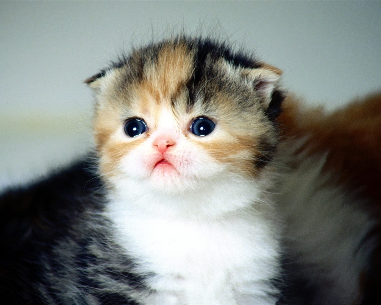 1600 Cat Foto tapety (4) #15 - 1280x1024
