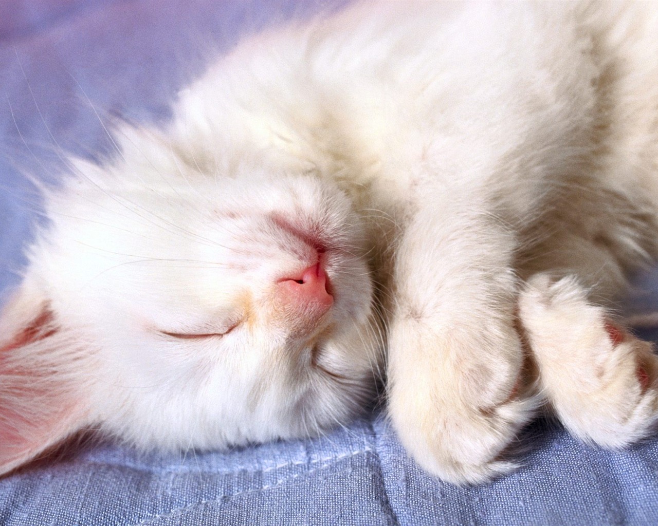 1600 Cat Foto tapety (4) #16 - 1280x1024