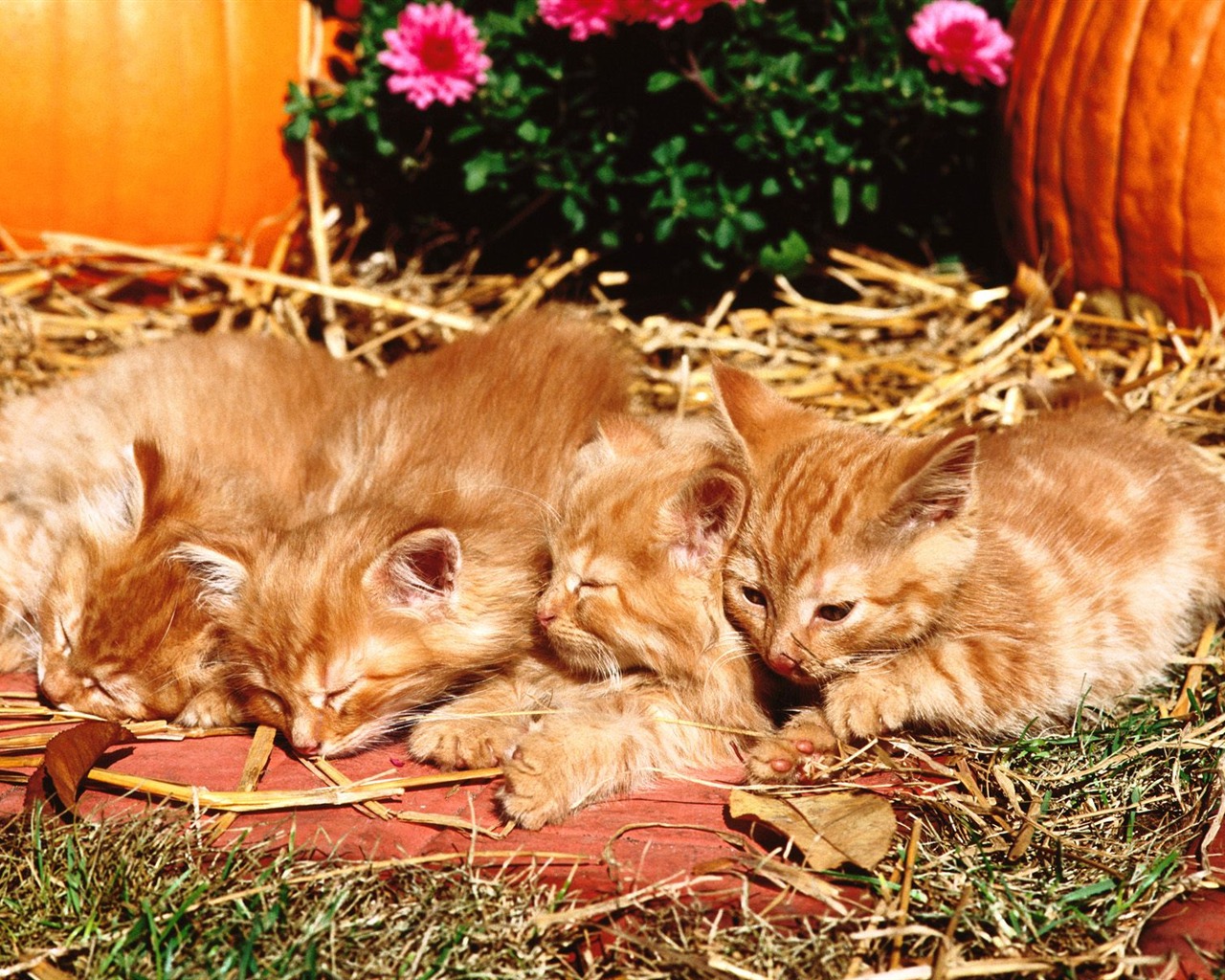 1600 Cat Foto tapety (4) #17 - 1280x1024