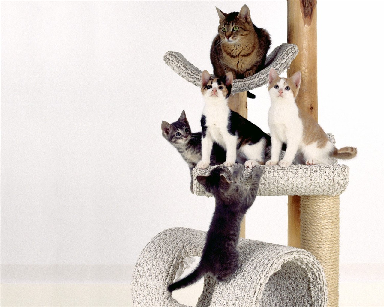 1600 Cat Foto tapety (4) #18 - 1280x1024