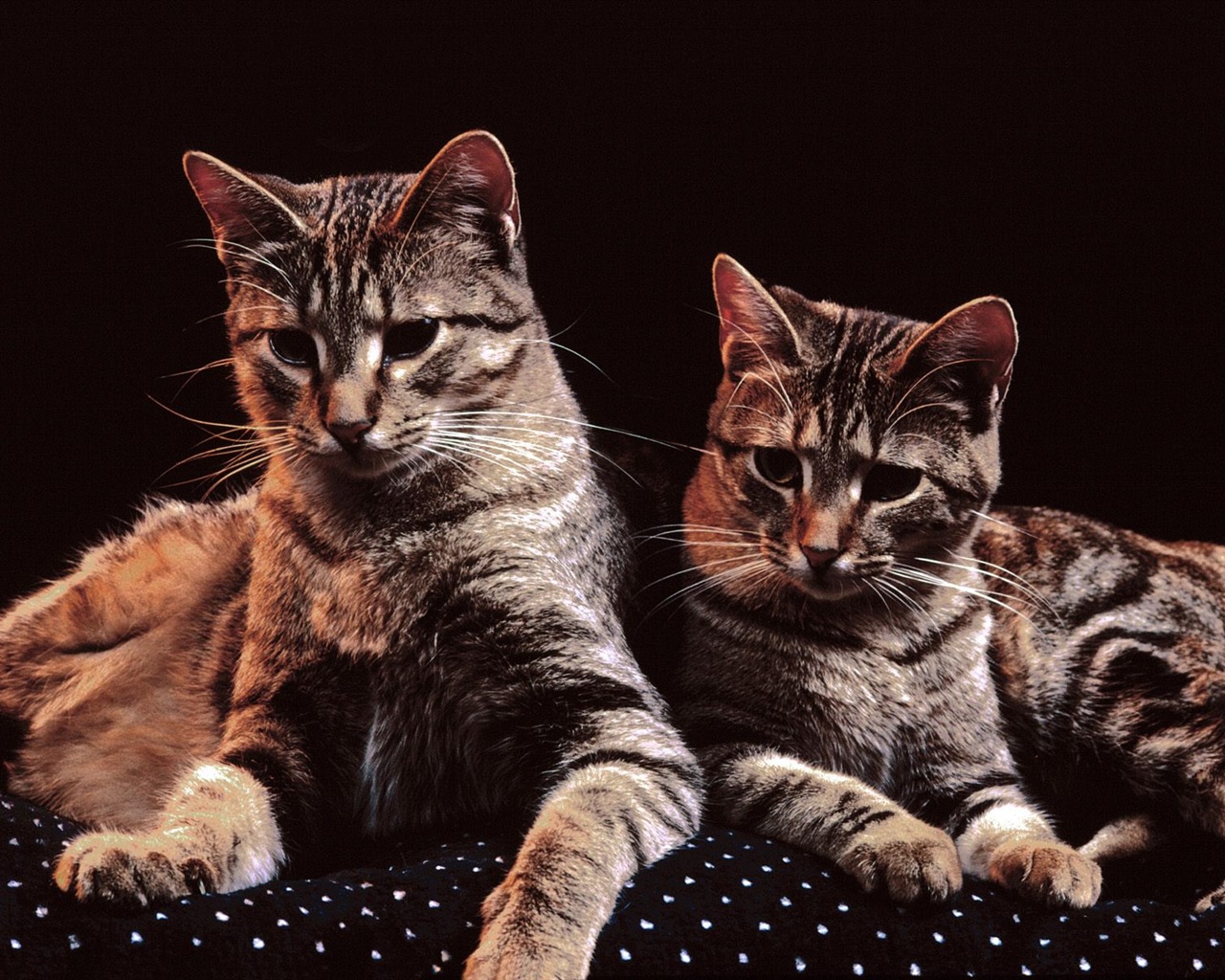 1600 Cat Photo Wallpaper (4) #20 - 1280x1024