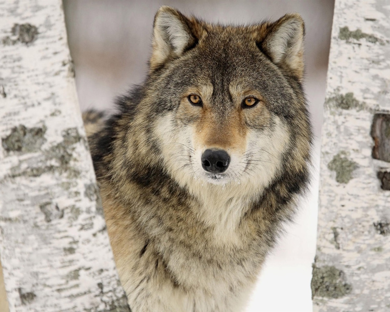 Animal Widescreen Wallpapers Collection (3) #1 - 1280x1024