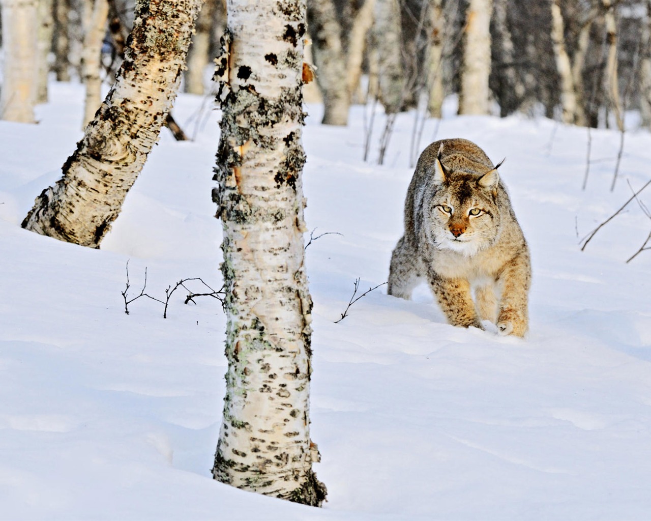 Animal Widescreen Wallpapers Collection (3) #7 - 1280x1024