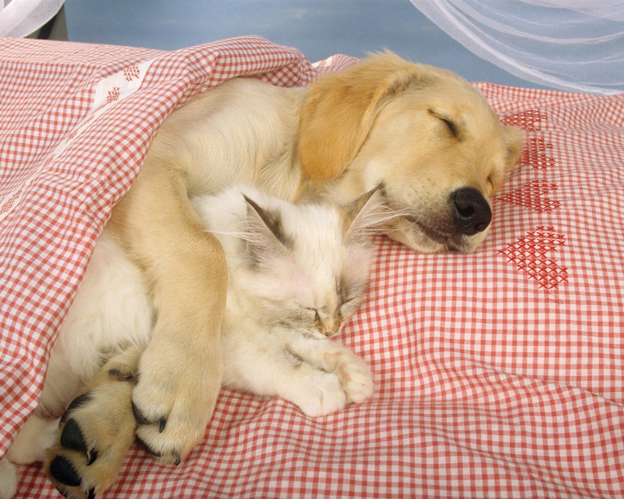 Animal Widescreen Wallpapers Collection (3) #15 - 1280x1024