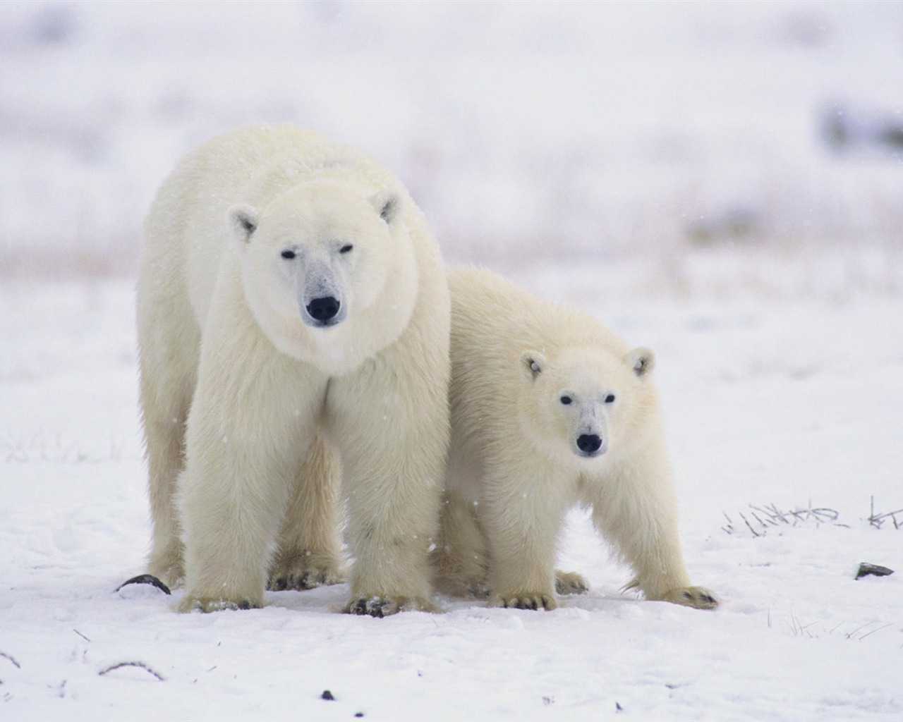 Animal Widescreen Wallpapers Collection (3) #19 - 1280x1024