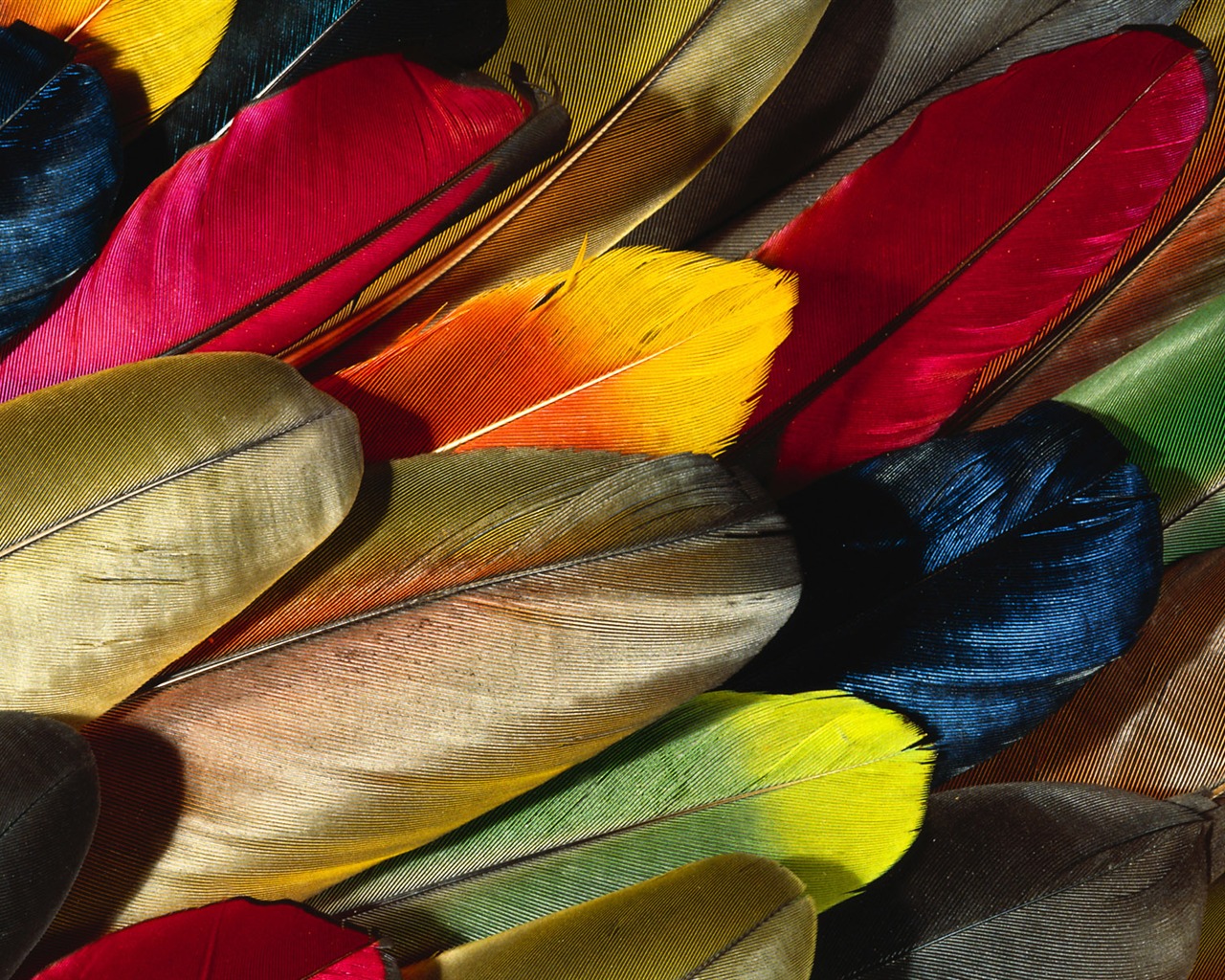 Colorful feather wings close-up wallpaper (2) #1 - 1280x1024