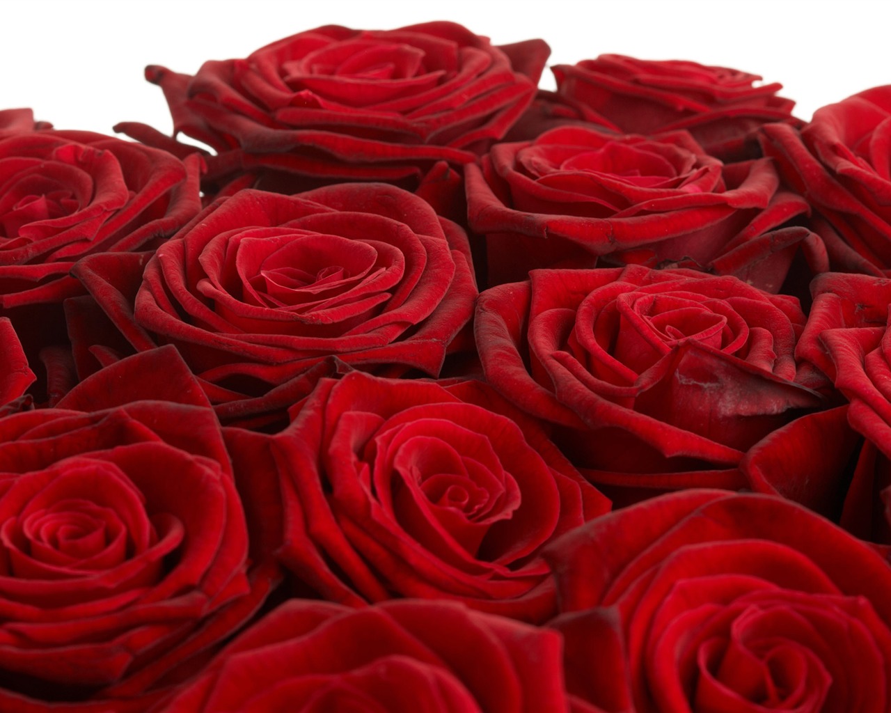 Large Rose Photo Wallpaper (4) #17 - 1280x1024