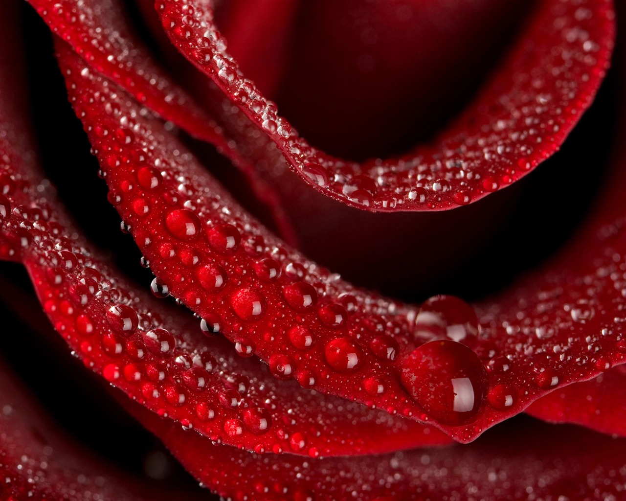 Large Rose Photo Wallpaper (4) #19 - 1280x1024