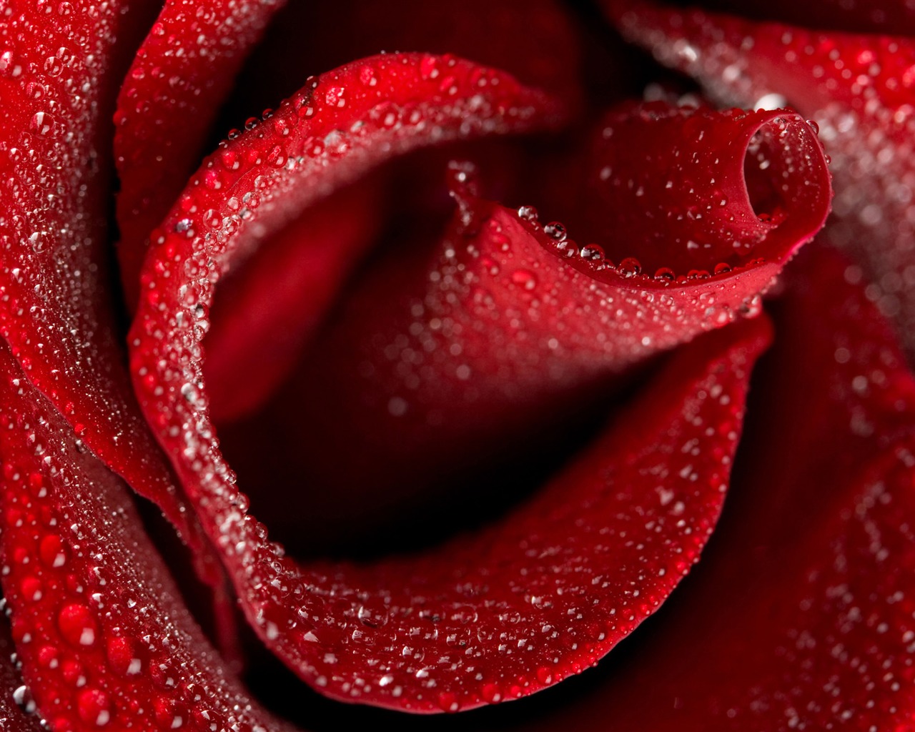 Large Rose Photo Wallpaper (4) #20 - 1280x1024