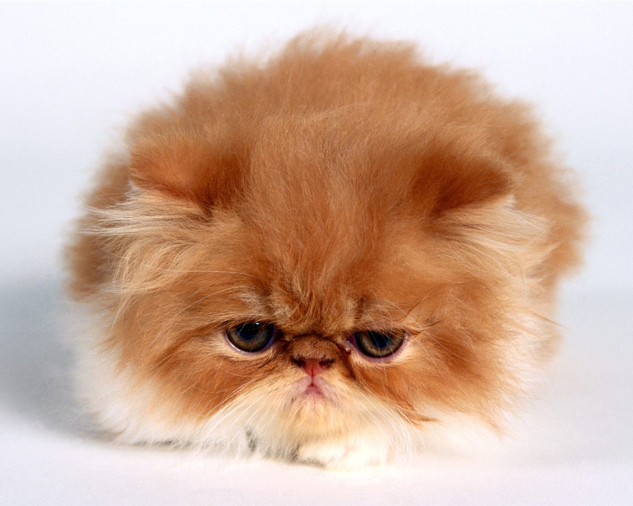 1600 Cat Foto tapety (5) #1 - 1280x1024