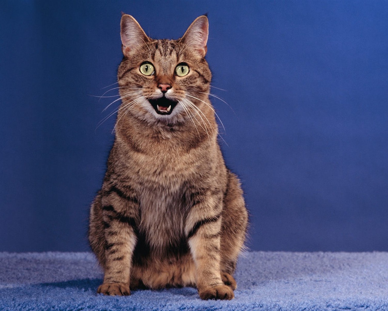 1600 Cat Foto tapety (5) #2 - 1280x1024