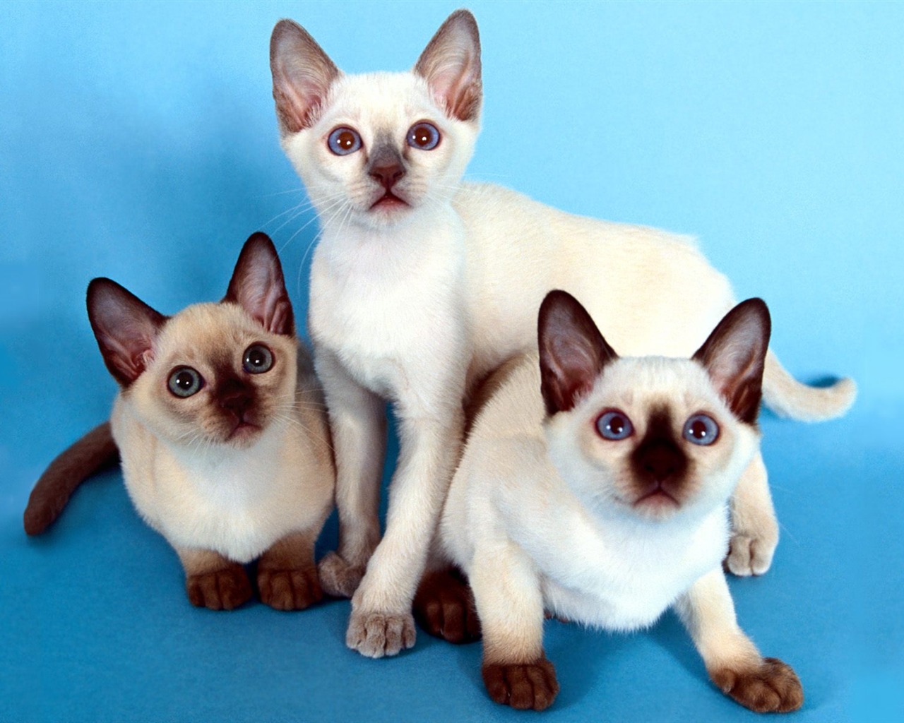 1600 Cat Foto tapety (5) #4 - 1280x1024