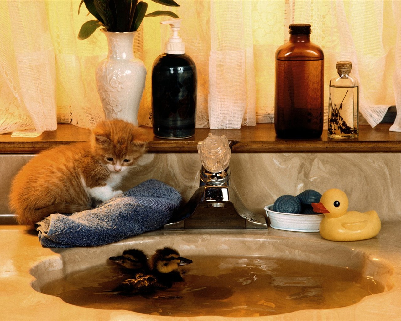 1600 Cat Foto tapety (5) #5 - 1280x1024