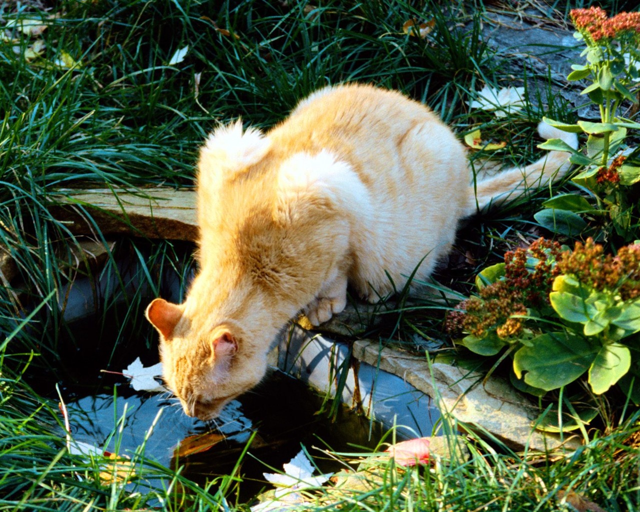 1600 Cat Foto tapety (5) #7 - 1280x1024