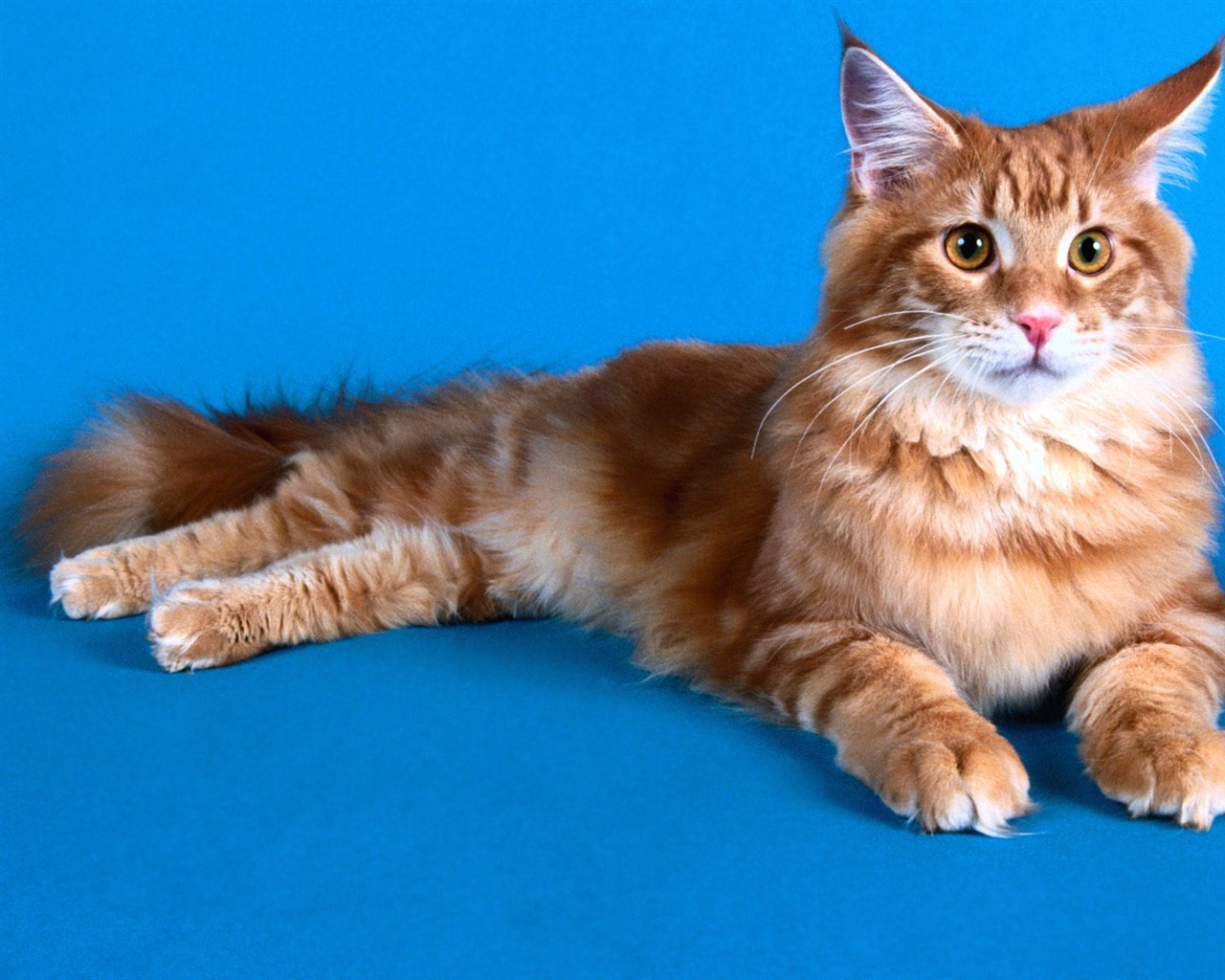 1600 Cat Foto tapety (5) #8 - 1280x1024