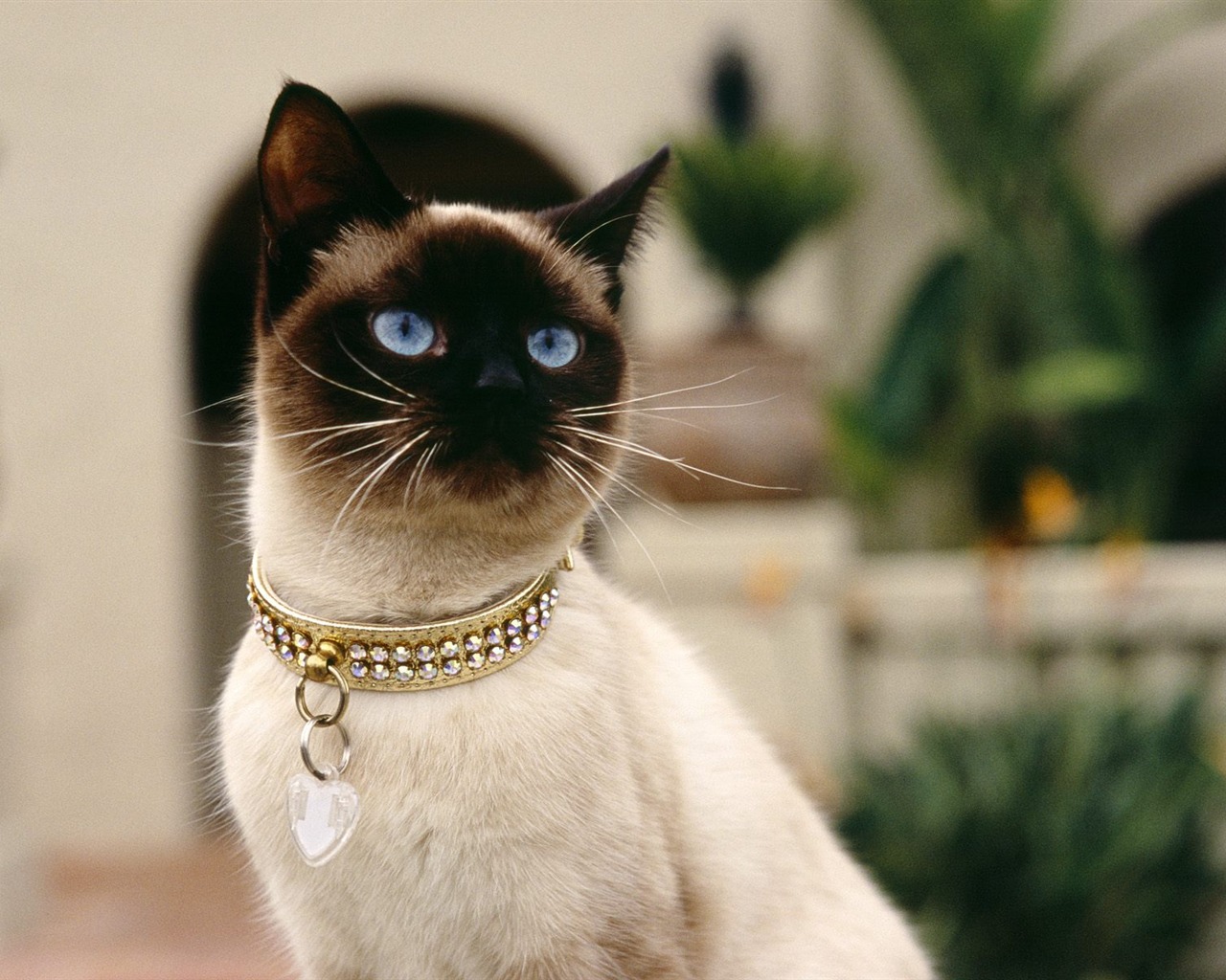 1600 Cat Foto tapety (5) #10 - 1280x1024