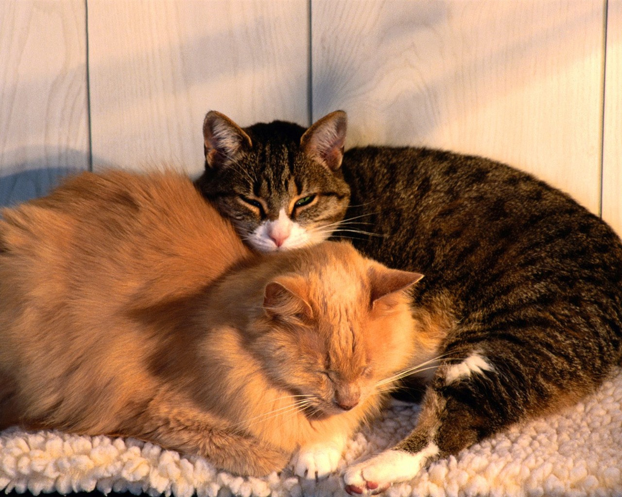 1600 Cat Foto tapety (5) #13 - 1280x1024
