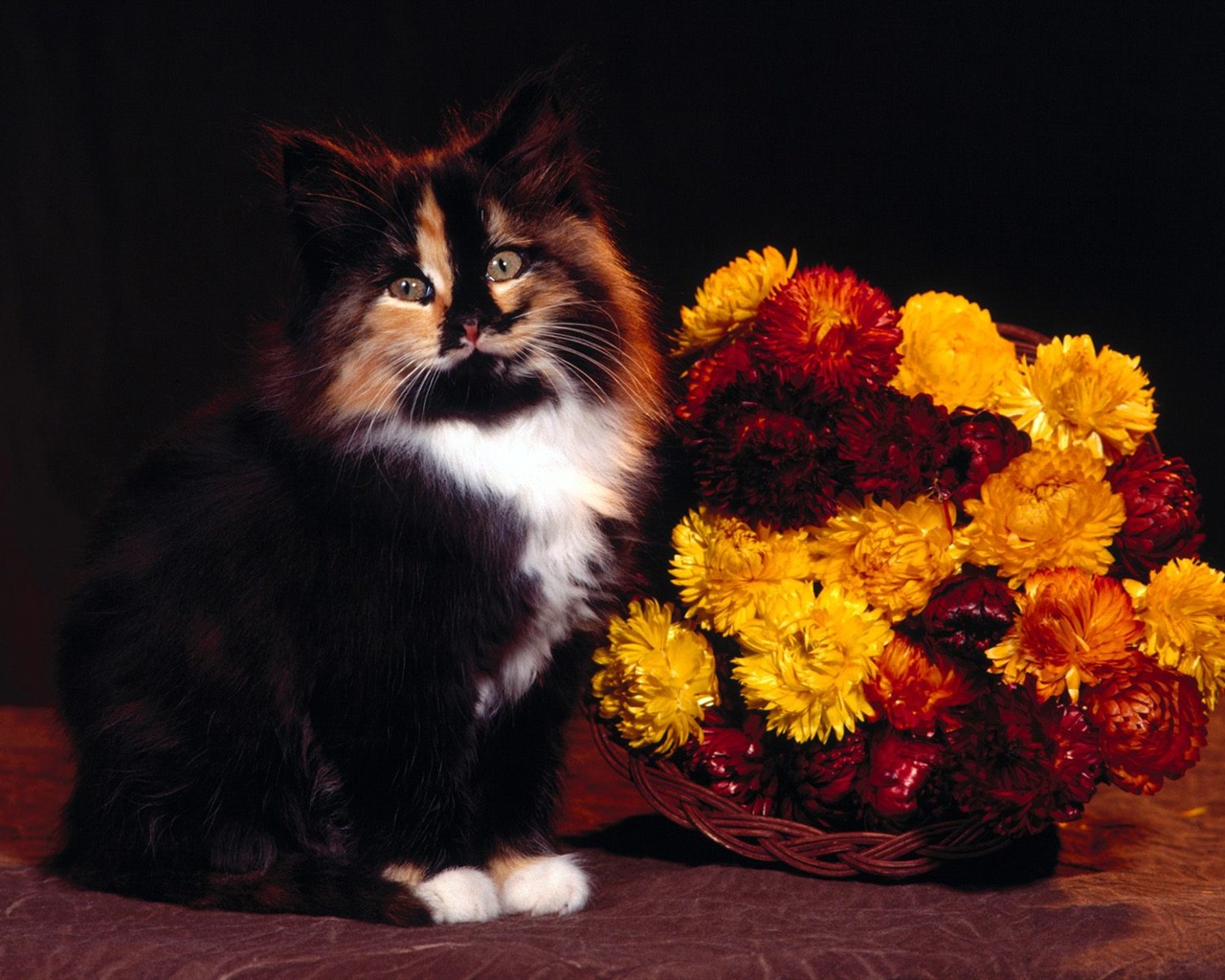 1600 Cat Foto tapety (5) #15 - 1280x1024