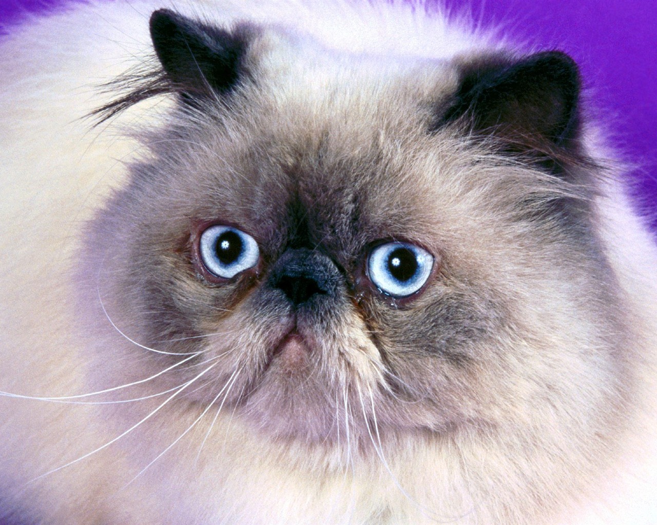 1600 Cat Foto tapety (5) #17 - 1280x1024
