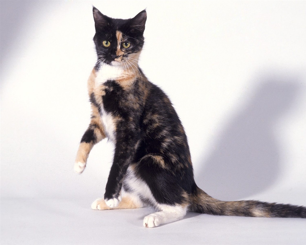 1600 Cat Foto tapety (5) #18 - 1280x1024